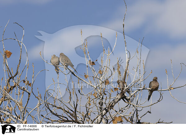 Carolinatauben / American mourning doves / FF-14666