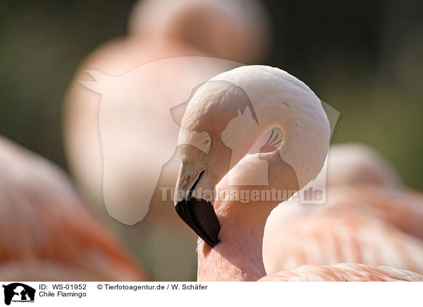 Chile Flamingo / WS-01952
