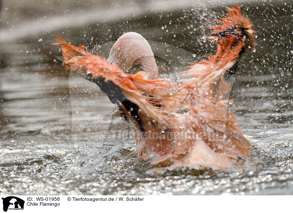 Chile Flamingo / WS-01956