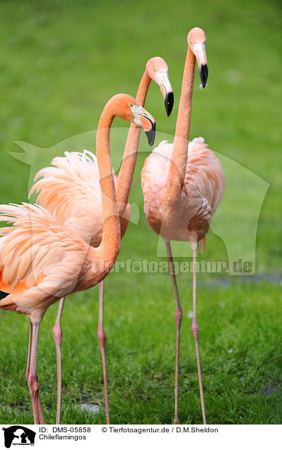 Chileflamingos / Chilean flamingos / DMS-05858