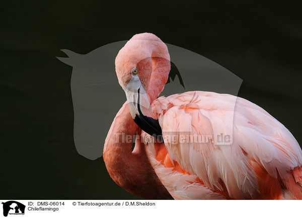 Chileflamingo / DMS-06014