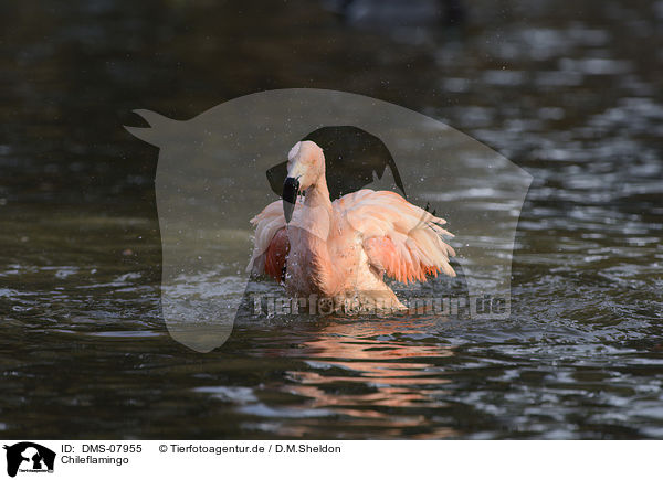 Chileflamingo / Chilean flamingo / DMS-07955