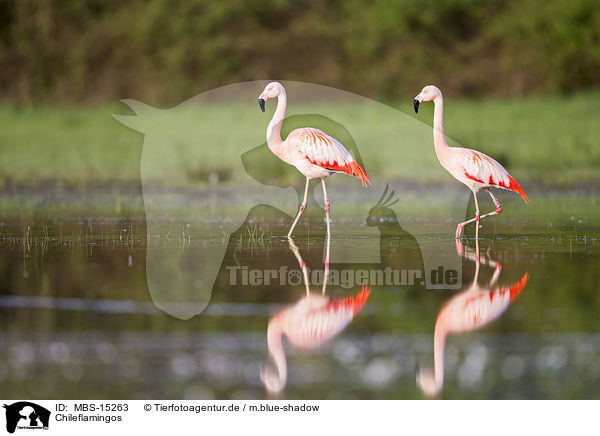 Chileflamingos / Chilean flamingos / MBS-15263