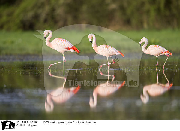 Chileflamingos / Chilean flamingos / MBS-15264