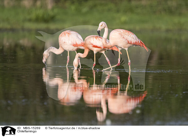Chileflamingo / Chilean flamingo / MBS-15269