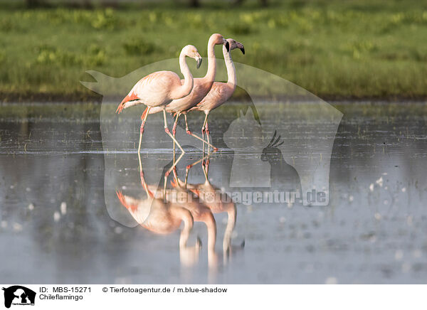 Chileflamingo / Chilean flamingo / MBS-15271