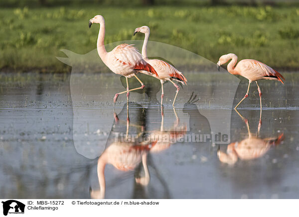 Chileflamingo / Chilean flamingo / MBS-15272