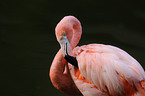 Chileflamingo