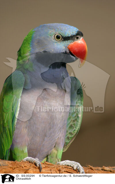 Chinasittich / Lord Derbys Parakeet / SS-00294