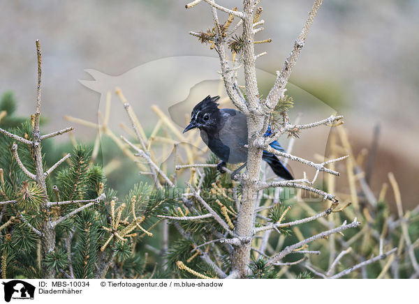 Diademhher / Steller's jay / MBS-10034