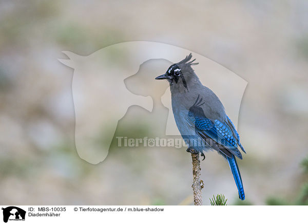 Diademhher / Steller's jay / MBS-10035