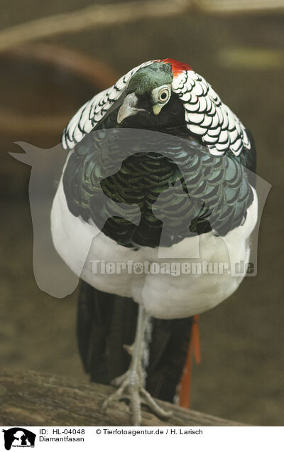 Diamantfasan / Chinese cooper pheasant / HL-04048