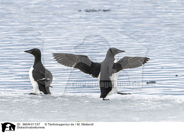 Dickschnabellumme / Thick-billed Murre / MAW-01157