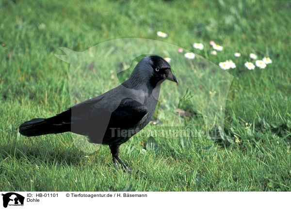 Dohle / Eurasian Jackdaw / HB-01101