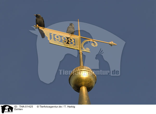 Dohlen / jackdaws / THA-01425