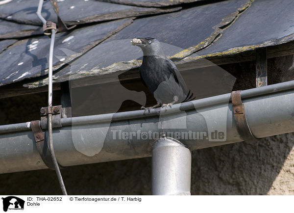 Dohle / jack daw / THA-02652