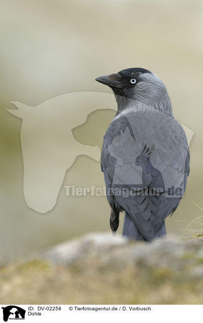 Dohle / jack daw / DV-02258