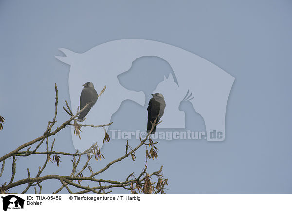 Dohlen / jack daws / THA-05459