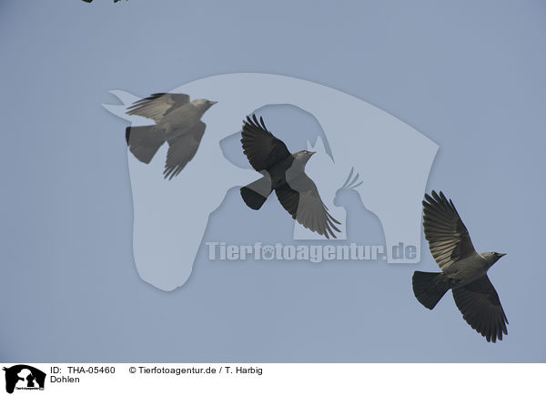 Dohlen / jack daws / THA-05460