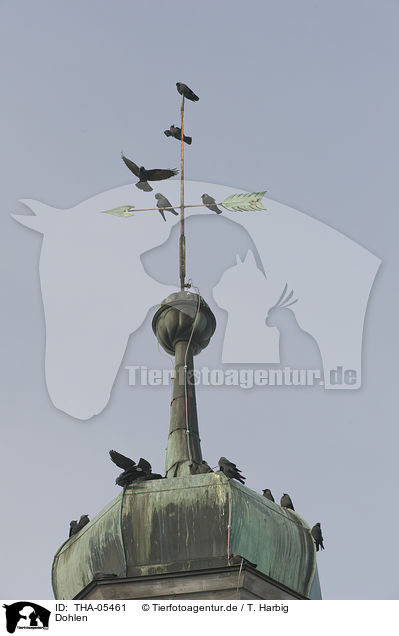 Dohlen / jack daws / THA-05461