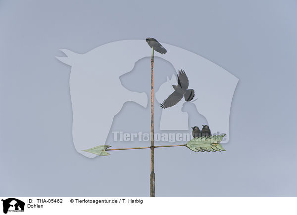 Dohlen / jack daws / THA-05462