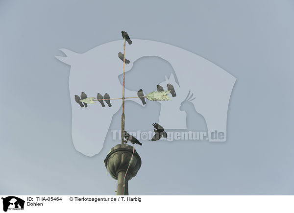 Dohlen / jack daws / THA-05464