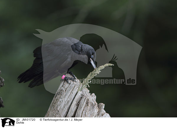 Dohle / jackdaw / JM-01720
