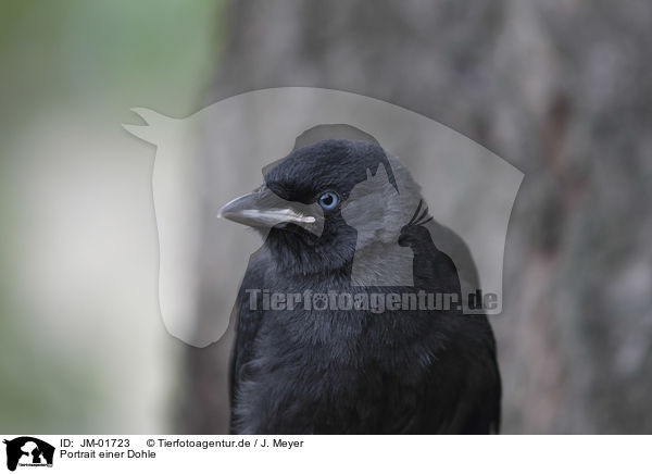 Portrait einer Dohle / jackdaw portrait / JM-01723