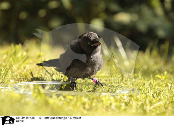 Dohle / jackdaw / JM-01736