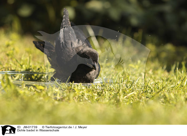 Dohle badet in Wasserschale / Jackdaw bathes in water bowl / JM-01739