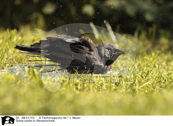 Dohle badet in Wasserschale / Jackdaw bathes in water bowl / JM-01743