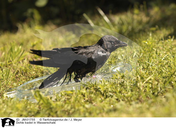 Dohle badet in Wasserschale / Jackdaw bathes in water bowl / JM-01755