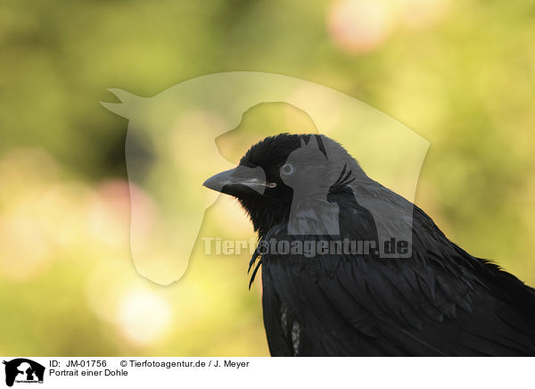 Portrait einer Dohle / jackdaw portrait / JM-01756