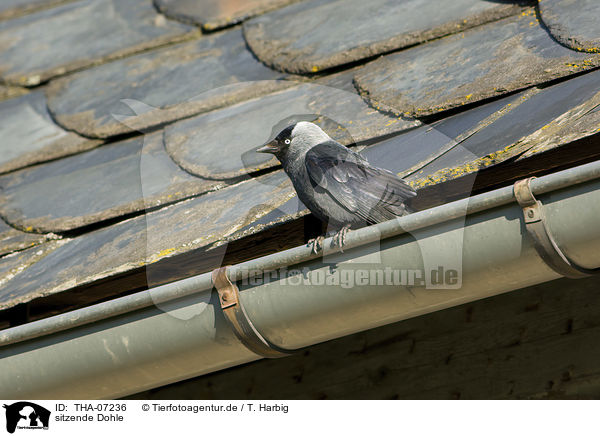 sitzende Dohle / sitting Jackdaw / THA-07236