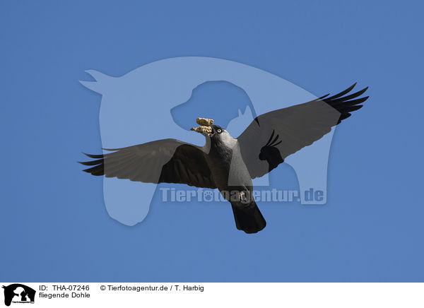 fliegende Dohle / flying Jackdaw / THA-07246
