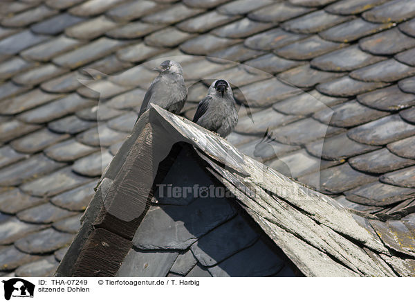 sitzende Dohlen / sitting Jackdaws / THA-07249