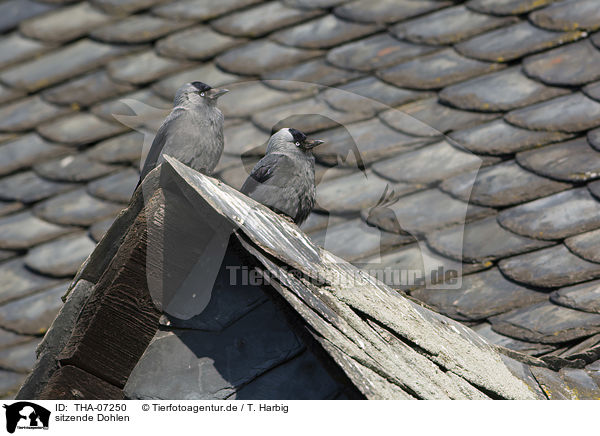 sitzende Dohlen / sitting Jackdaws / THA-07250