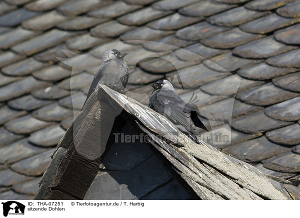 sitzende Dohlen / sitting Jackdaws / THA-07251