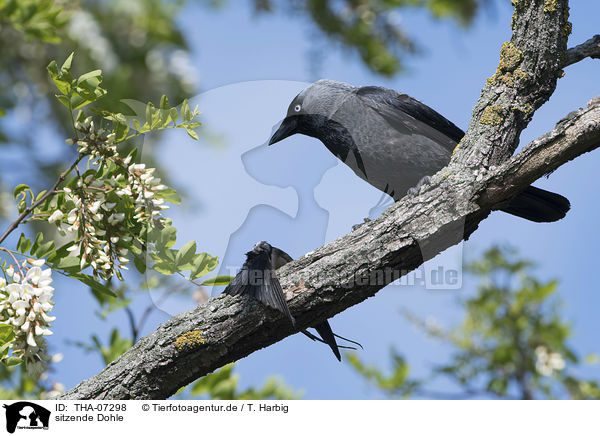 sitzende Dohle / sitting Jackdaw / THA-07298