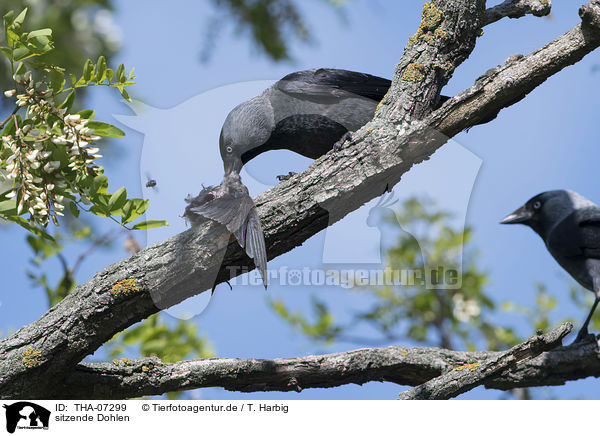 sitzende Dohlen / sitting Jackdaws / THA-07299