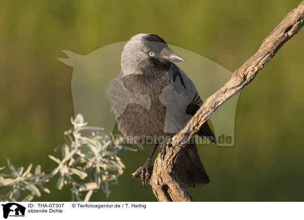 sitzende Dohle / sitting Jackdaw / THA-07307