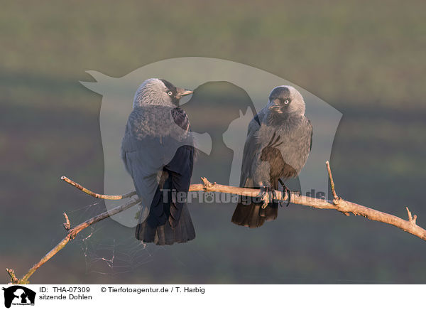 sitzende Dohlen / sitting Jackdaws / THA-07309