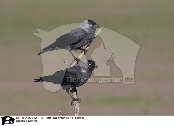 sitzende Dohlen / sitting Jackdaws / THA-07312