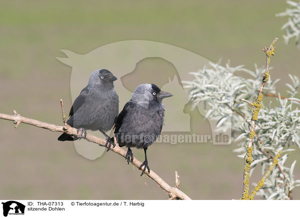 sitzende Dohlen / sitting Jackdaws / THA-07313