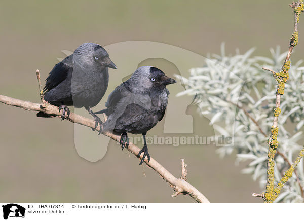 sitzende Dohlen / sitting Jackdaws / THA-07314