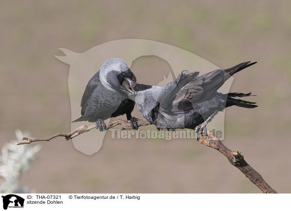 sitzende Dohlen / sitting Jackdaws / THA-07321