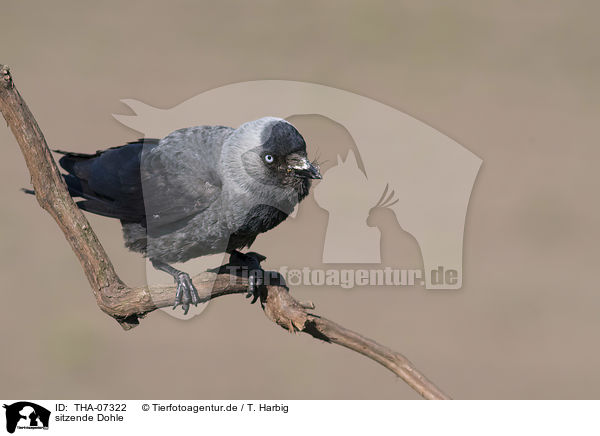 sitzende Dohle / sitting Jackdaw / THA-07322
