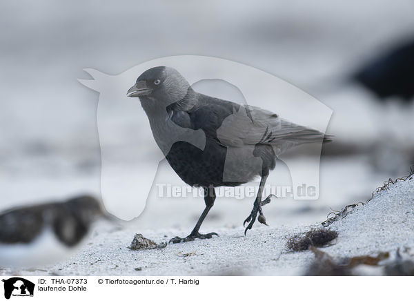 laufende Dohle / walking Jackdaw / THA-07373