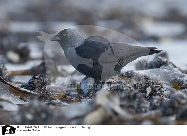 stehende Dohle / standing Jackdaw / THA-07374