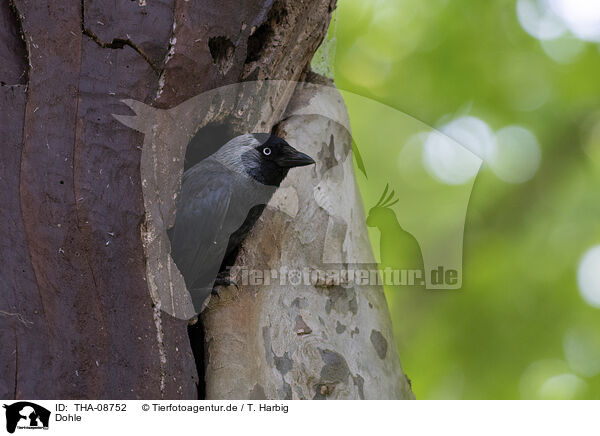 Dohle / Eurasian Jackdaw / THA-08752